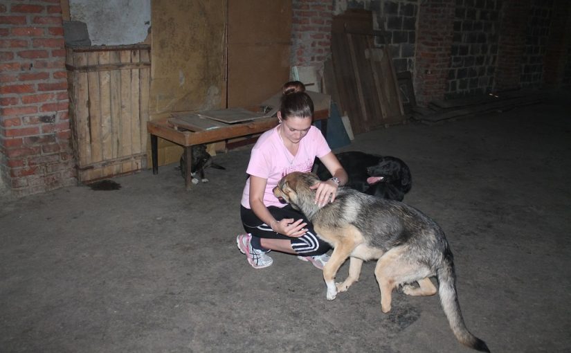 Студенти ЖДТУ допомагають міні-притулку для бездомних собак